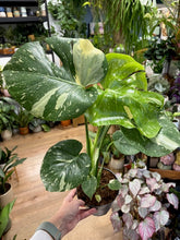 Kép betöltése a galériamegjelenítőbe: Monstera deliciosa “Thai constellation" 15cm cserépátmérő - Tropical Home