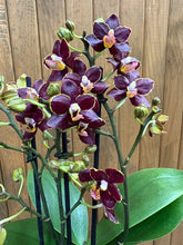 Kép betöltése a galériamegjelenítőbe: Phalaenopsis "Esmee"- Lepkeorchidea