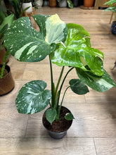 Kép betöltése a galériamegjelenítőbe: Monstera deliciosa “Thai constellation" 15cm cserépátmérő - Tropical Home