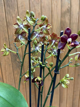 Kép betöltése a galériamegjelenítőbe: Phalaenopsis "Esmee"- Lepkeorchidea