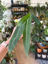 Kép betöltése a galériamegjelenítőbe: Anthurium pallidiflorum