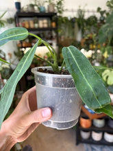 Kép betöltése a galériamegjelenítőbe: Anthurium pallidiflorum