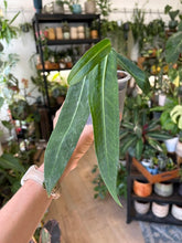 Kép betöltése a galériamegjelenítőbe: Anthurium pallidiflorum