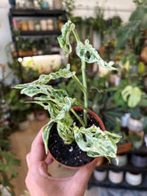 Kép betöltése a galériamegjelenítőbe: Monstera "Frozen freckles" 9cm