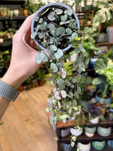 Kép betöltése a galériamegjelenítőbe: Ceropegia woodii "Silver glory" - Ámpolna gyertyavirág - String of hearts - Tropical Home