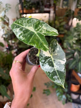 Kép betöltése a galériamegjelenítőbe: Alocasia "Frydek" variegata - 6cm cserépátmérő