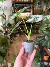Kép betöltése a galériamegjelenítőbe: Alocasia "Frydek" variegata - 6cm cserépátmérő