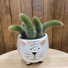 Kép betöltése a galériamegjelenítőbe: Hildewinteria colademononis - Monkey's Tail Cactus - Tropical Home