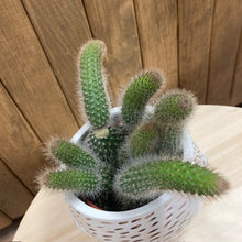 Kép betöltése a galériamegjelenítőbe: Hildewinteria colademononis - Monkey's Tail Cactus - Tropical Home