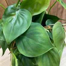 Kép betöltése a galériamegjelenítőbe: Philodendron scandens - Szívlevelű filodendron - Sweetheart plant - Tropical Home