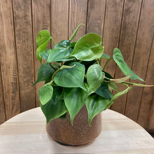 Kép betöltése a galériamegjelenítőbe: Philodendron scandens - Szívlevelű filodendron - Sweetheart plant - Tropical Home