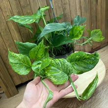 Kép betöltése a galériamegjelenítőbe: Epipremnum aureum "Jungle star" - akasztós cserépben - Tropical Home