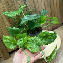 Kép betöltése a galériamegjelenítőbe: Epipremnum aureum "Jungle star" - akasztós cserépben - Tropical Home