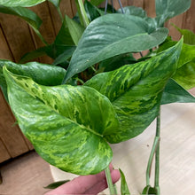 Kép betöltése a galériamegjelenítőbe: Epipremnum aureum "Jungle star" - akasztós cserépben - Tropical Home