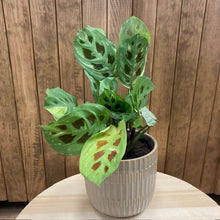 Kép betöltése a galériamegjelenítőbe: Maranta leuconeura 'Kerchoveana' variegata - Nyílgyökér - Prayer plant - Tropical Home