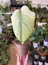 Kép betöltése a galériamegjelenítőbe: Monstera deliciosa "Mint" 11cm