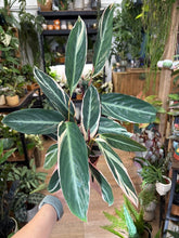 Kép betöltése a galériamegjelenítőbe: Stromanthe sanguinea 'Triostar' - Pompás dárdalevél - Tropical Home