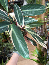 Kép betöltése a galériamegjelenítőbe: Stromanthe sanguinea 'Triostar' - Pompás dárdalevél - Tropical Home