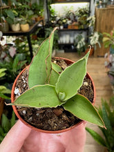 Kép betöltése a galériamegjelenítőbe: Sansevieria "Swan dancer" - Anyósnyelv - Tropical Home