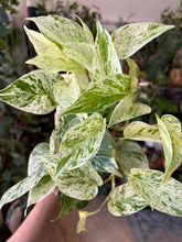 Kép betöltése a galériamegjelenítőbe: Epipremnum aureum "Snow queen" 12cm