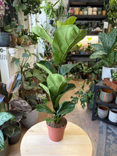 Kép betöltése a galériamegjelenítőbe: Ficus lyrata "Bambino" 12cm - Törpe lantlevelű fikusz - CSAK SZEMÉLYES ÁTVÉTELLEL