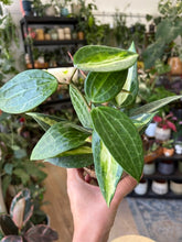 Kép betöltése a galériamegjelenítőbe: Hoya macrophylla/latifolia "Pot of gold" 11cm