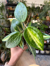 Kép betöltése a galériamegjelenítőbe: Hoya macrophylla/latifolia "Pot of gold" 11cm