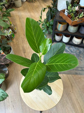 Kép betöltése a galériamegjelenítőbe: Ficus benghalensis "Audrey" 14cm - Banyan fa
