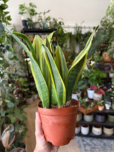 Kép betöltése a galériamegjelenítőbe: Sansevieria trif. "Golden flame" 12cm - Anyósnyelv