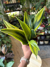 Kép betöltése a galériamegjelenítőbe: Sansevieria trif. "Golden flame" 12cm - Anyósnyelv