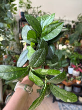 Kép betöltése a galériamegjelenítőbe: Hoya crassipetiolata splash round leaf 11cm