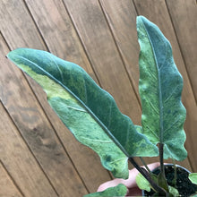 Kép betöltése a galériamegjelenítőbe: Alocasia lauterbachiana variegata - Tropical Home