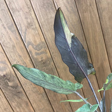 Kép betöltése a galériamegjelenítőbe: Alocasia lauterbachiana variegata - Tropical Home