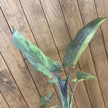 Kép betöltése a galériamegjelenítőbe: Alocasia lauterbachiana variegata - Tropical Home