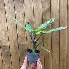 Kép betöltése a galériamegjelenítőbe: Alocasia lauterbachiana variegata - Tropical Home