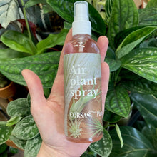 Kép betöltése a galériamegjelenítőbe: Tillandsia spray - Tropical Home