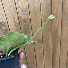 Kép betöltése a galériamegjelenítőbe: Hoya villosa - Viaszvirág - Tropical Home