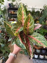 Kép betöltése a galériamegjelenítőbe: Aglaonema - Rákvirág - Chinese Evergreen