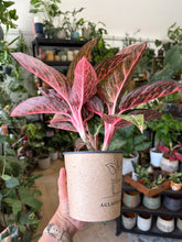 Kép betöltése a galériamegjelenítőbe: Aglaonema - Rákvirág - Chinese Evergreen