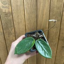 Kép betöltése a galériamegjelenítőbe: Hoya vangviengiensis - Tropical Home