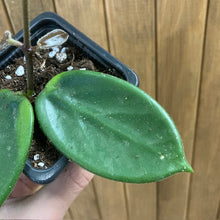 Kép betöltése a galériamegjelenítőbe: Hoya vangviengiensis - Tropical Home