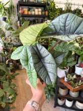 Kép betöltése a galériamegjelenítőbe: Alocasia "Platinum" 11cm