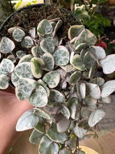 Kép betöltése a galériamegjelenítőbe: Ceropegia woodii variegata 9cm átmérő - Ámpolna gyertyavirág - String of hearts