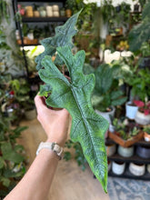 Kép betöltése a galériamegjelenítőbe: Alocasia "Jacklyn" 9cm