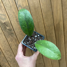 Kép betöltése a galériamegjelenítőbe: Hoya sp. Aceh splash - Tropical Home