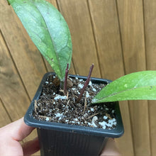 Kép betöltése a galériamegjelenítőbe: Hoya sp. Aceh splash - Tropical Home
