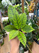 Kép betöltése a galériamegjelenítőbe: Hoya callistophylla 6cm
