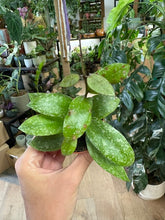 Kép betöltése a galériamegjelenítőbe: Hoya nabawanensis splash 6cm