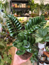 Kép betöltése a galériamegjelenítőbe: Zamioculcas zamiifolia "Zenzi" 14cm - Agglegénypálma "Zenzi"