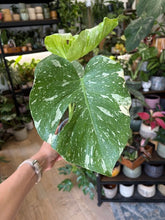 Kép betöltése a galériamegjelenítőbe: Monstera deliciosa “Thai constellation" 12cm